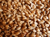 Пшеница опасна для здоровья