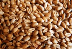 Пшеница опасна для здоровья