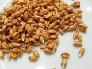 Нынешняя пшеница – это отрава для сердца!